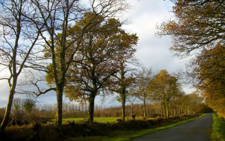 Bocage à Plouaret Bocage à Plouaret