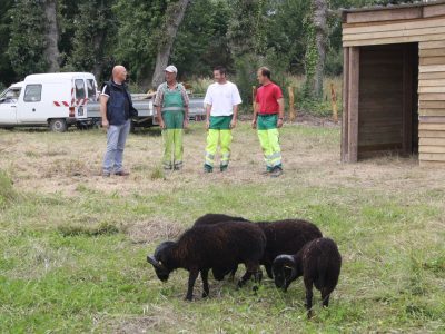 Moutons ouessant Le Verger