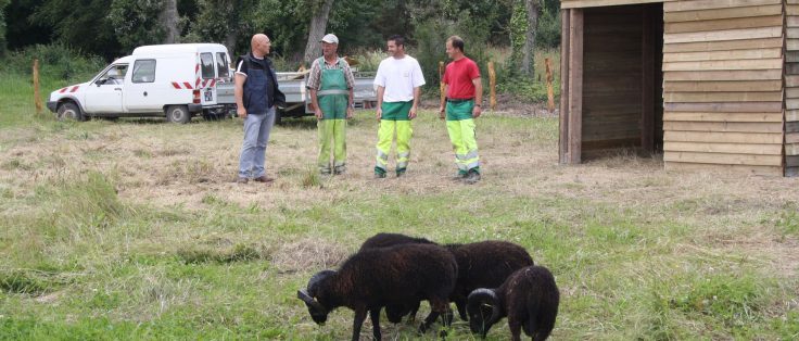 Moutons ouessant Le Verger