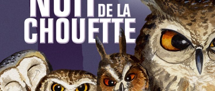 nuit de la chouette