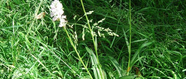 malguenac-fauchage-tardif-orchidée