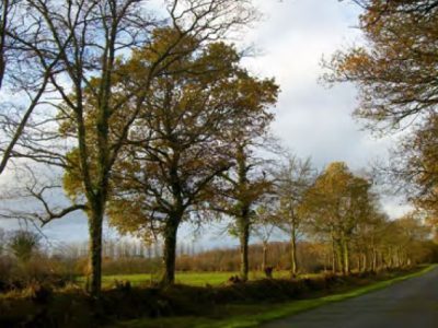 Bocage à Plouaret