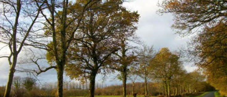 Bocage à Plouaret