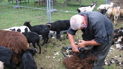 saint-pre.-tonte-moutons