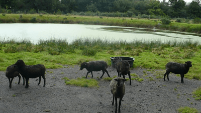 silfiac-moutons-dans-lagunes