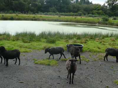 silfiac-moutons-dans-lagunes
