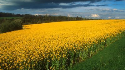 Champ de colza en fleurs dans la rgion de Pontivy (56).
