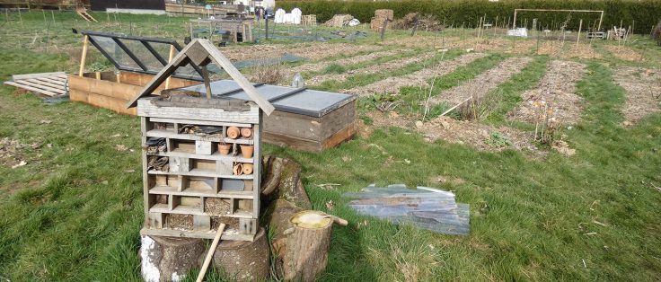 Le champ de patates permaculture Langouet