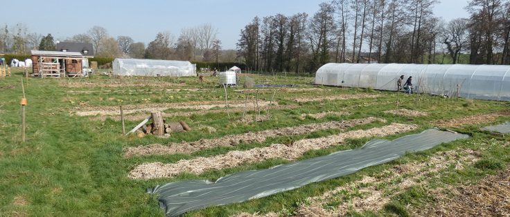 Le champ de patates permaculture Langouet