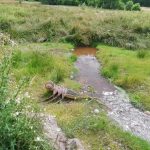 Concoret cours d'eau étang