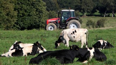 vaches-a-lherbe_lionel-le-saux-c-002