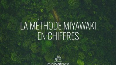 methode miyawaki-chiffres