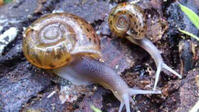 escargot-quimper_ph-commune-st-t-loc-eb