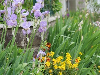 douarnenez_charte-pour-vegetaliser